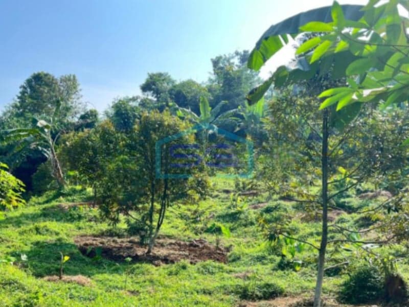Dijual Tanah di Desa Wirajaya Jasinga, Bogor Jawa Barat Dengan Luas 6370 m²