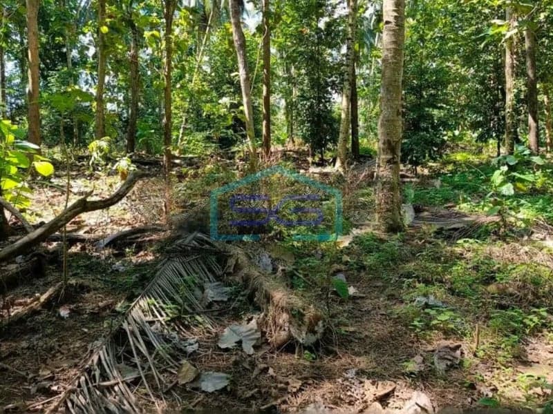For Sale: Spacious Land of 50,000 m² in Wori, North Minahasa, North Sulawesi