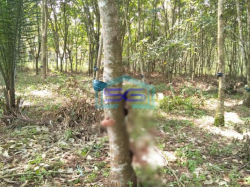 Dijual Murah Tanah Luas 13060m2 Siap Bangun Lokasi Payabakung Indralaya Palembang