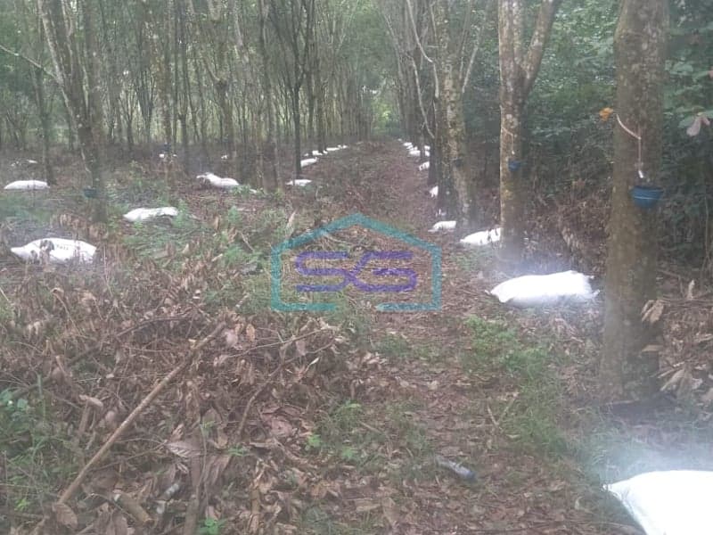 低价出售土地13060平方米，南苏门答腊巨港奥甘伊利尔省，适合建设