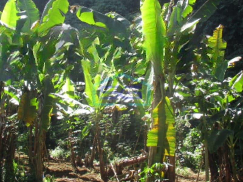 For Sale Land 3165 sqm Flood-Free Location in West Bandung