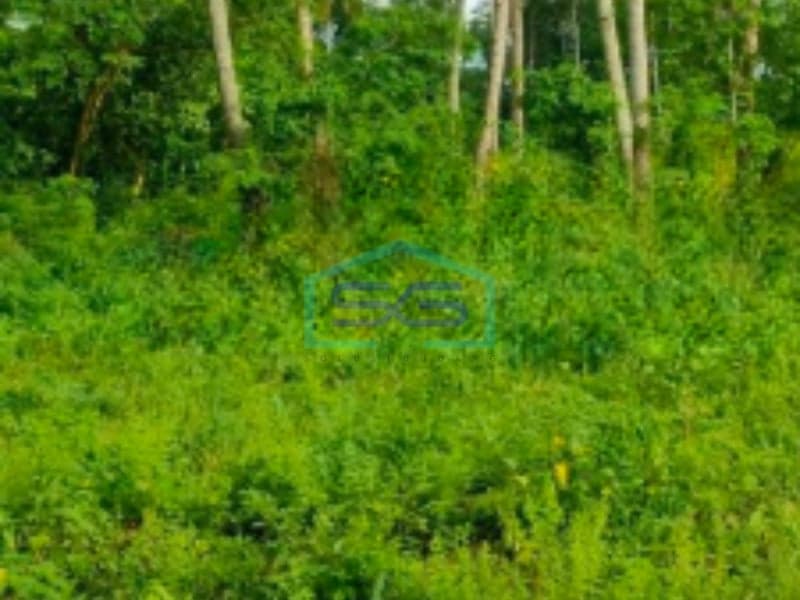 出售土地 35000 平方米 位于北苏拉威西岛比通 SHM 证书