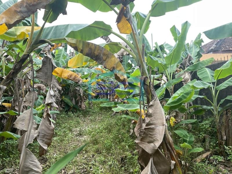 Dijual Tanah Siap Bangun di Kota Palembang, Sumatera Selatan Luas Tanah 907m2