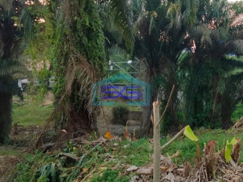Dijual Tanah siap Bangun di Jalan Kantor Lurah Sukomoro Talang Kelapa Banyuasin Sumatera Selatan LT 2000m2