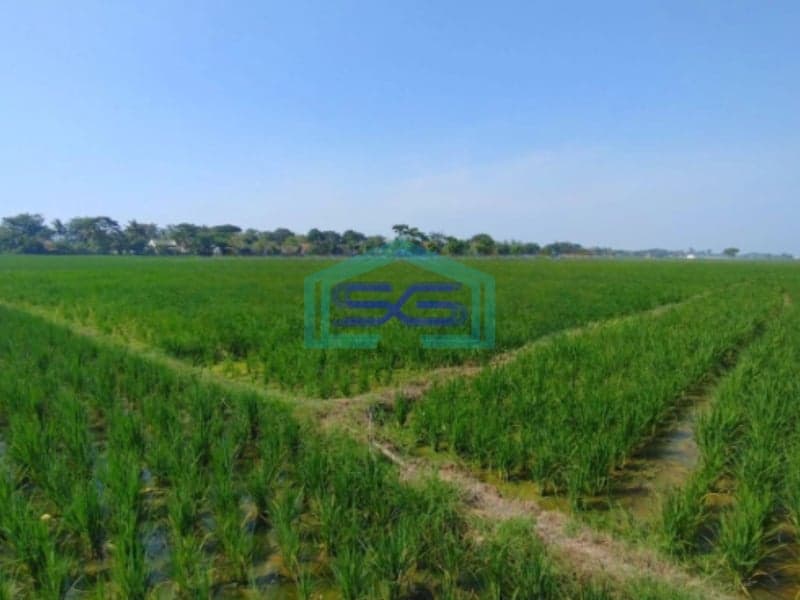 Dijual Tanah Lokasi Strategis di Tirtajaya karawang Luas 5 Ha