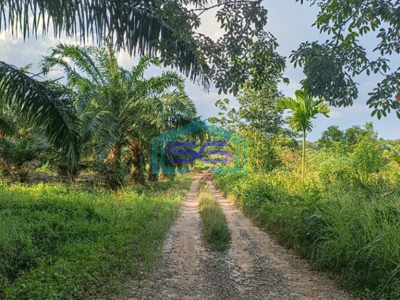 Dijual Tanah 1,2 Ha di Pangkalan Benteng Sukomoro Talang Kelapa Banyuasin Sumatera Selatan