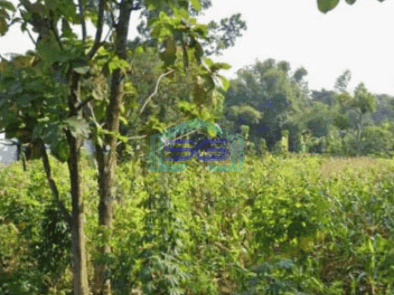 Dijual Tanah lahan lokasi Gemolong Sragen luas 4000m2