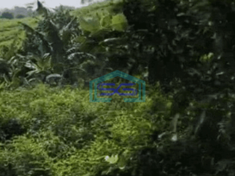 Dijual Tanah Lokasi di Halambang Sentul Bogor Luas 100Ha