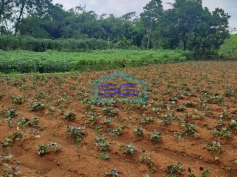 Dijual Tanah Di Ciseeng Bogor Luas Tanah 1000m2
