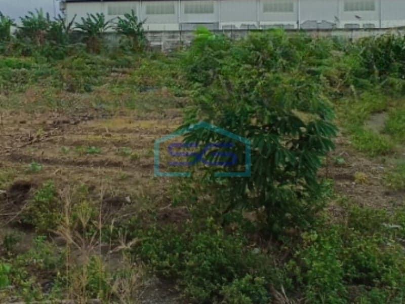 Disewakan Tanah Luas 10000 m² Bebas Banjir di Kendal Jawa Tengah