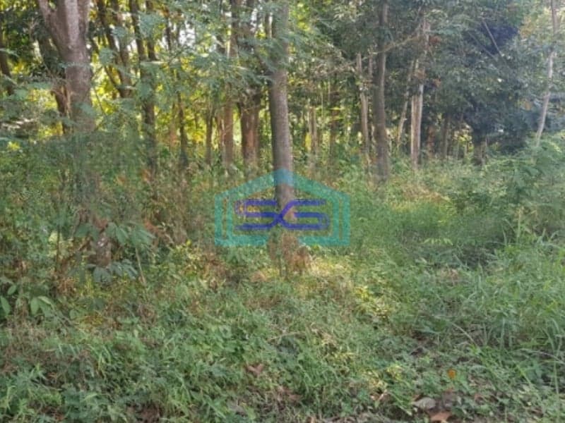 Dijual Tanah Luas 28270 m² Lokasi Strategis di Gringsing Batang Jawa Tengah