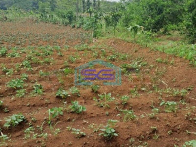 Dijual Tanah Di Ciseeng Bogor Luas Tanah 1000m2