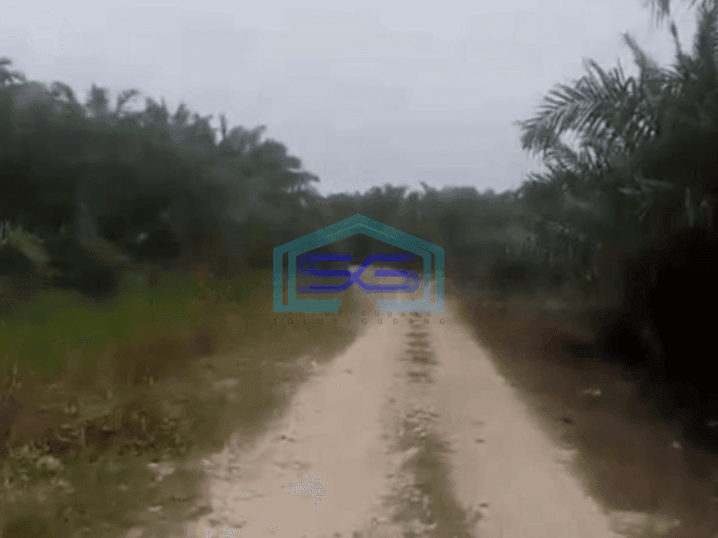 Dijual Tanah Kebun Sawit 200ha Di Siak Riau