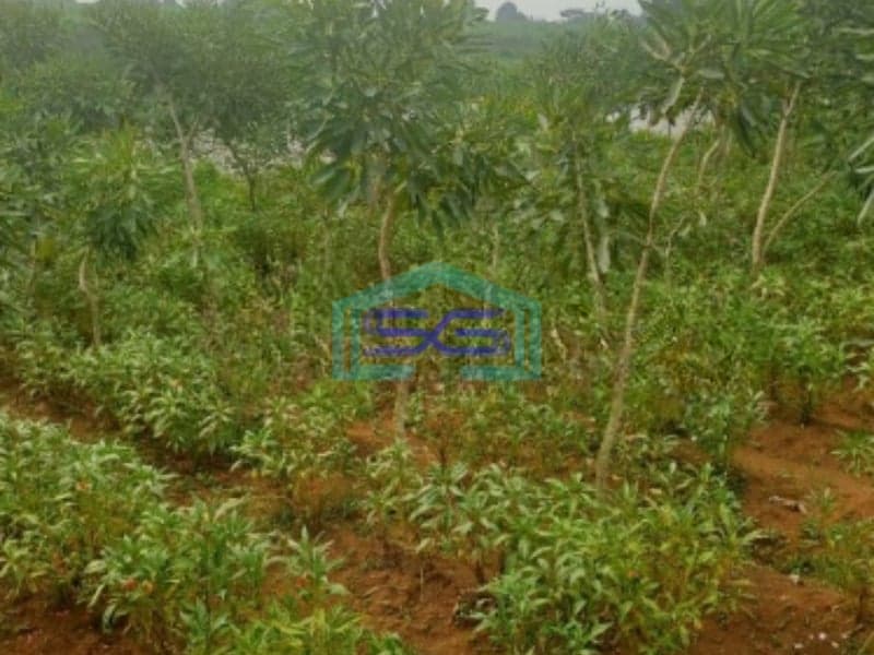 Dijual Tanah Di Ciseeng Bogor Luas Tanah 1200m2 SHM