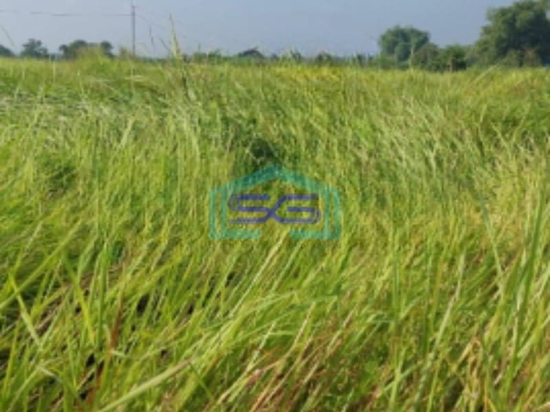 Dijual Tanah Kavling di Menganti Gresik Jawa Timur LT 620m2
