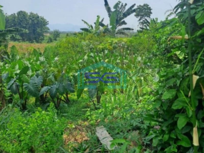 Dijual Tanah di Area Rumpin Bogor Luas Tanah 1000m2 Depan Jalan Raya