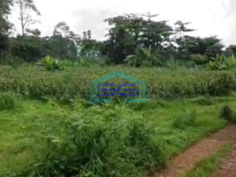 Dijual Tanah Uruk Daerah Gunting Sukorejo Pasuruan Jawa Timur LT 70 Hektar