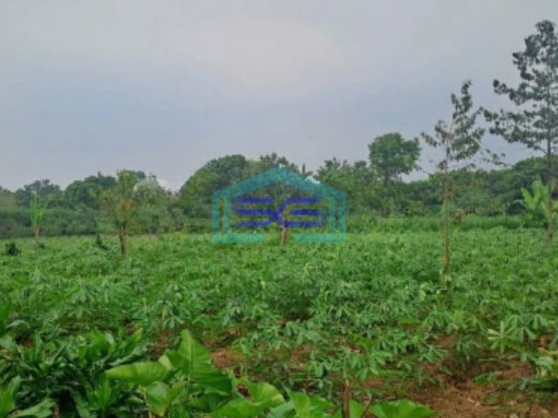 Di Tanah di Daerah Cibeuteung Udik Ciseeng Bogor Luas Tanah 15000m2