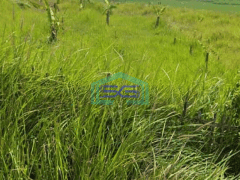 Dijual Tanah 5 Sampai 10 Hektar Di Sirnajati Cibarusah Bekasi