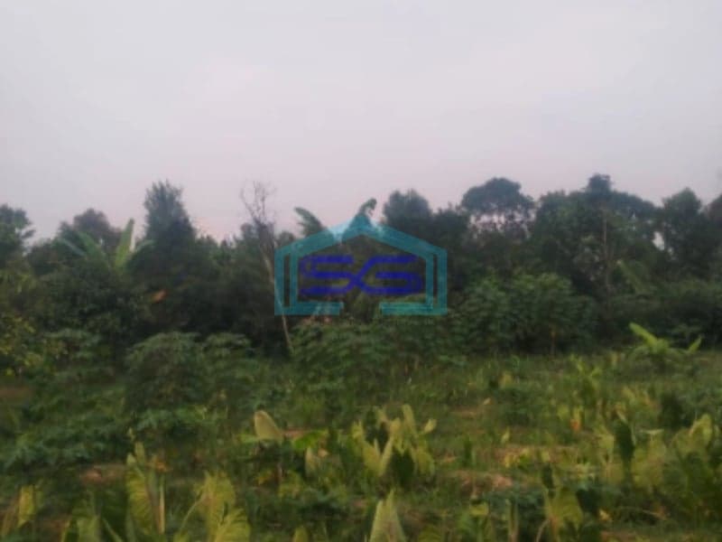 Dijual Tanah Cibalung Cijeruk Bogor LT 6000m2 Kontur Datar