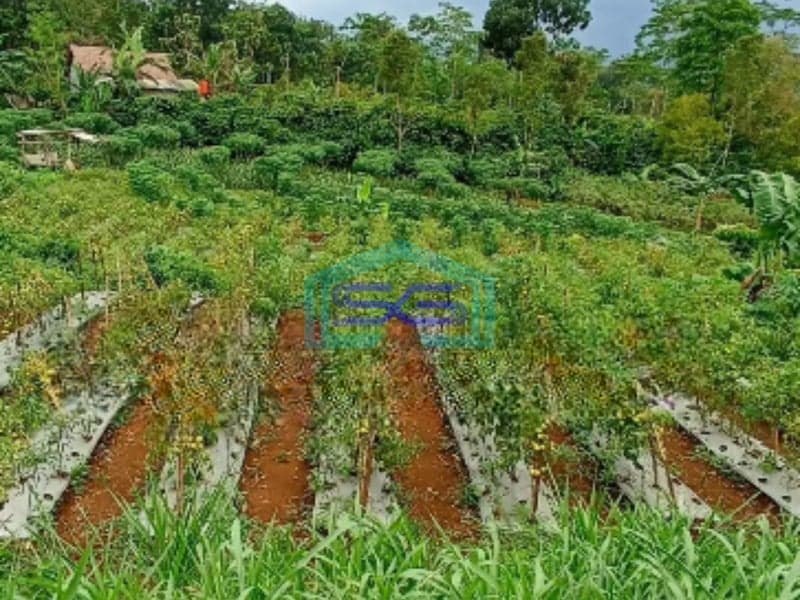 Dijual Tanah Di Sukorejo Kendal Cocok Utk Perumahan Luas Tanah 36000 m²