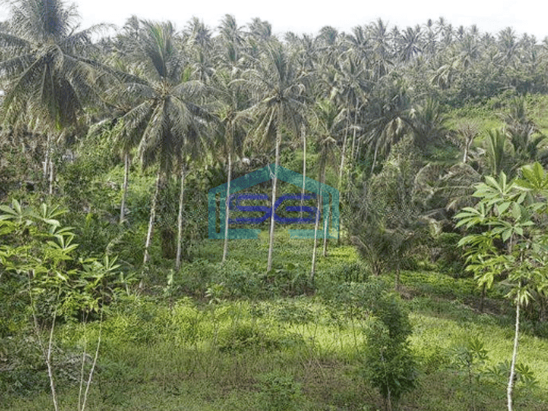 Dijual Tanah 2,5 H Di Dekat Pusat Kota Manado