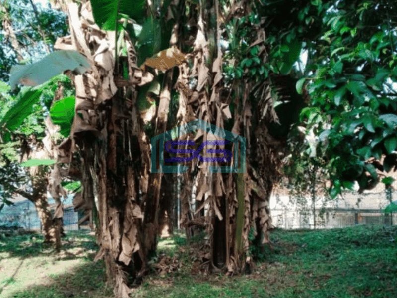 Disewakan Tanah Ciumbuleuit Kavling Dengan Kebun Didepan Unpar