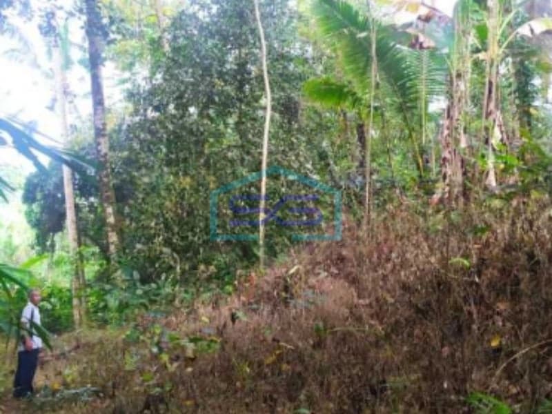 Land Near Main Road Penebel Tabanan Bali Ready to Build 7800sqm