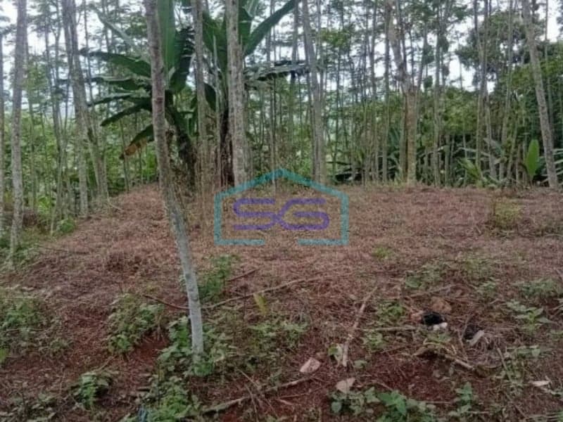 For Sale Ready-to-Farm Land in Purwosari Mijen Semarang Central Java Land Area 2856m²