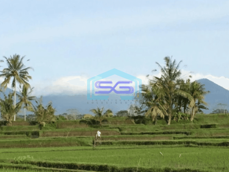 Dijual Tanah Rice Terace Ubud 4ha Cocok Untuk Hotel Dan Resort Di Gianyar
