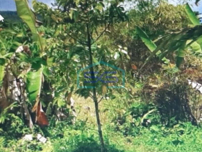 待售：茂物塔曼萨里整片空地，面积3735平方米