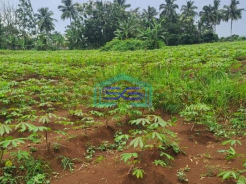 Dijual Tanah di Ci Bening Pamijahan Bogor Luas Tanah 72000m2