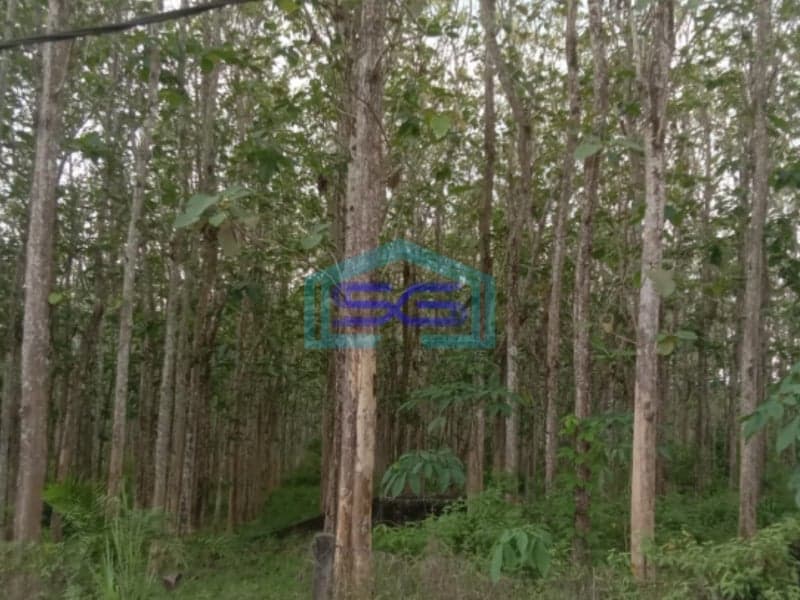 Dijual Tanah Plus Pohon Jati Talang Buluh Kelapa Banyuasin Sumatera Selatan LT 18750m2