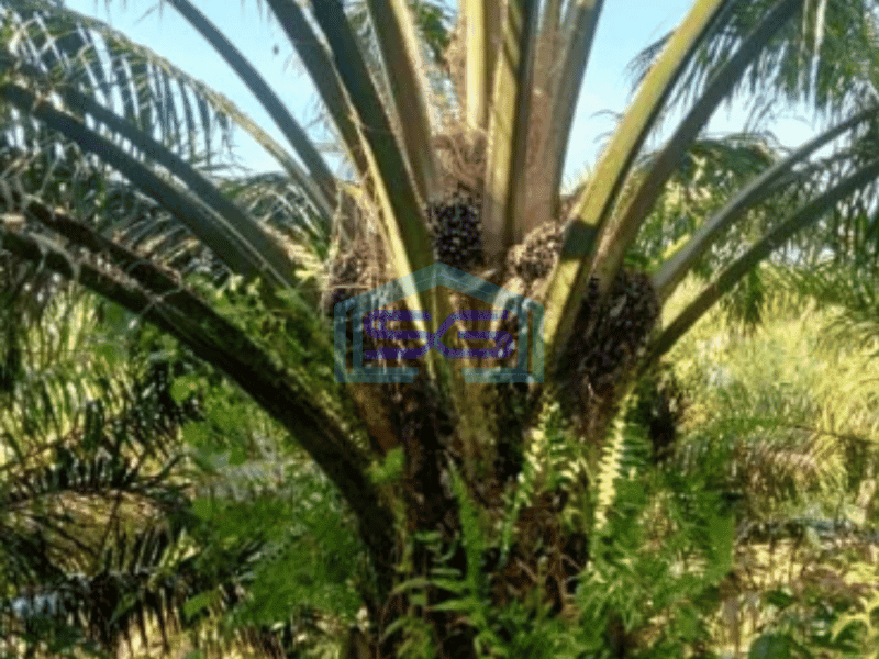 Dijual Tanah Kebun Sawit Di Kampar Riau Luas 90ha