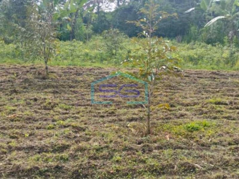 Land for Sale in Petang Badung Bali Land Area 4850sqm