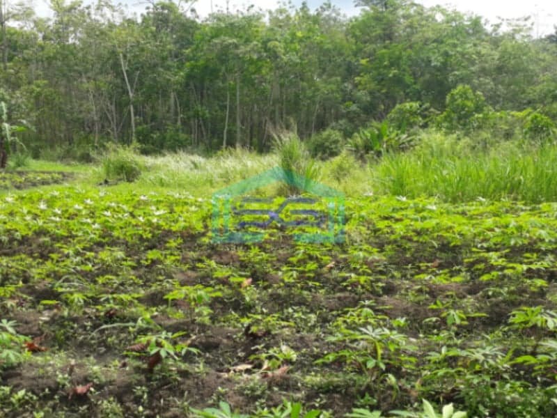 Dijual Murah Tanah Luas Indralaya Utara Desa Parit Jaya Indralaya Sumatera Selatan LT 2 Ha