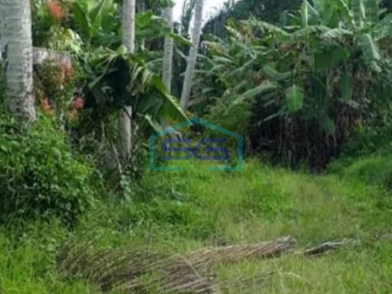 Super Cheap and Very Spacious Strategic Land for Sale in Canggu Badung Bali 1500m2