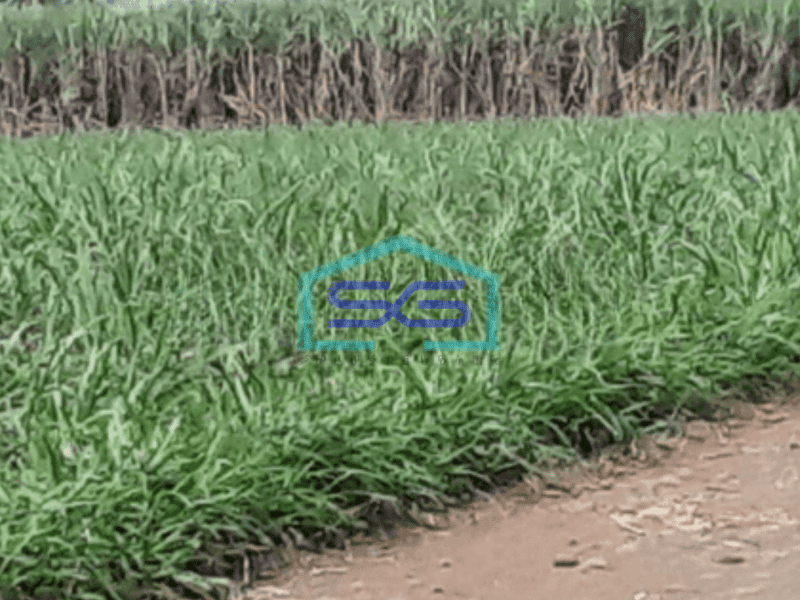Dijual Tanah di Pakis Malang Jawa Timur