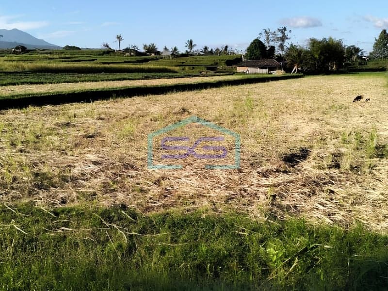 Dijual Tanah di Jatiluwih Bali Luas Tanah 5000 m²