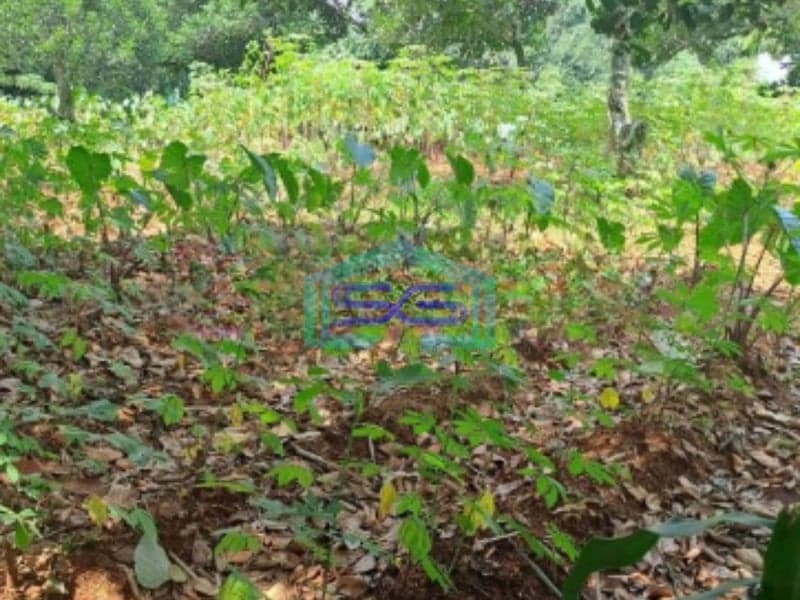 Dijual Tanah Di Daerah Kemang Bogor Lokasi Bebas Banjir LT 1000m2