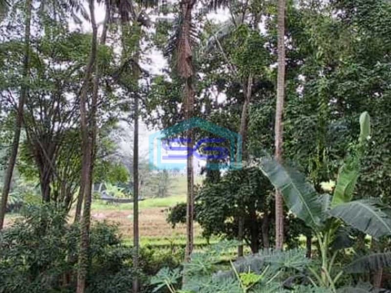 Dijual Tanah View Sawah Dan Jungle Jalan Utama Dekat Pererenan Canggu Badung Bali LT 2400m2