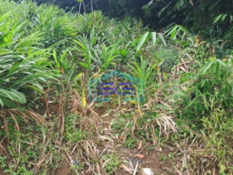Dijual Tanah Di Daerah Kemang Bogor Lokasi Bebas Banjir LT 1000m2