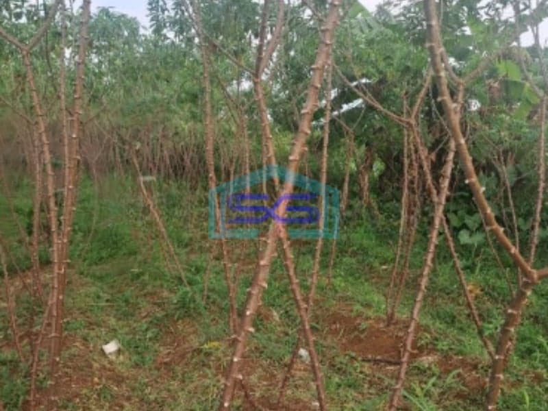 Dijual Tanah Karikhil Ciseeng Bogor Luas Tanah 1700m2 SHM