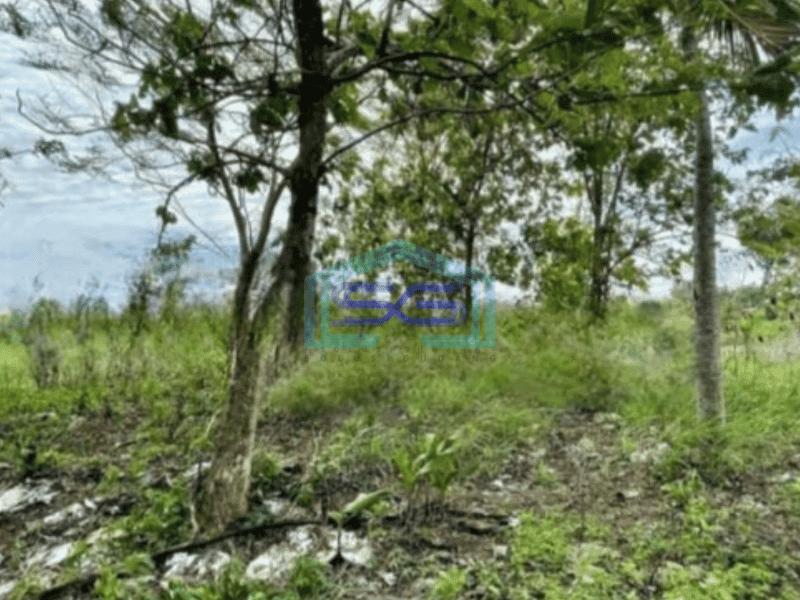 Dijual tanah lahan industri lokasi sumberlawang sragen luas 30.750m