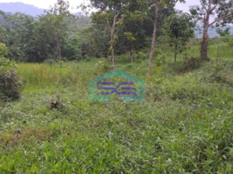 Dijual Tanah Desa Sadeng Lewisadeng Bogor Luas Tanah 20000m2