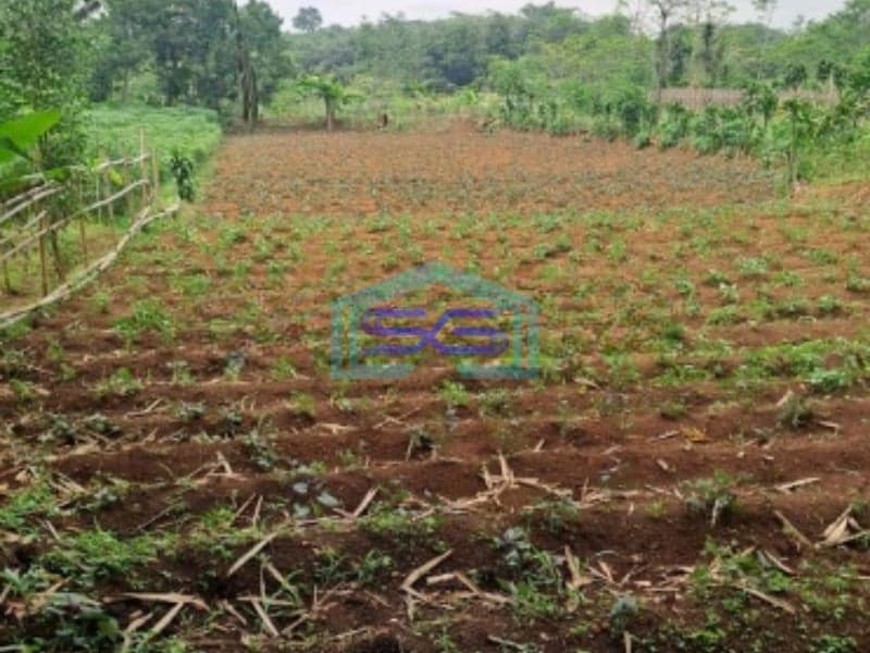 Dijual Tanah Di Ciseeng Bogor Luas Tanah 1000m2