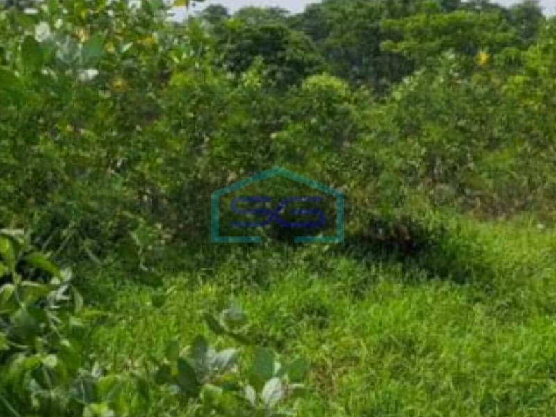 出售：坦格朗万丹，20000平方米大面积土地，永久产权，无洪水