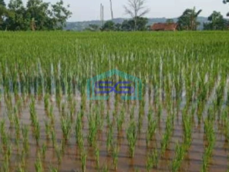 Dijual Tanah Puncak Bogor Cisarua Jawa Barat Luas Tanah 75000m2