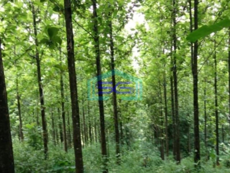 Dijual Tanah Kebun Jati Warungkiara Sukabumi Jawa Barat LT 620000m2