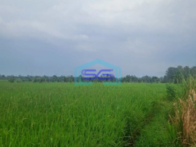 Dijual Tanah Di Ciampea Udik Bogor Luas Tanah 1800m2